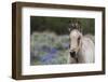 Wild horse, young colt-Ken Archer-Framed Photographic Print