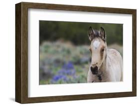 Wild horse, young colt-Ken Archer-Framed Photographic Print