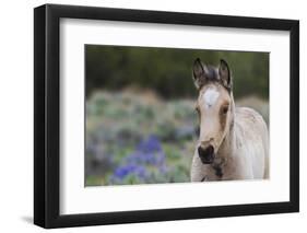 Wild horse, young colt-Ken Archer-Framed Photographic Print