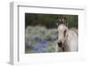 Wild horse, young colt-Ken Archer-Framed Photographic Print