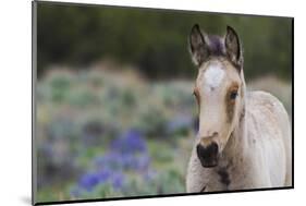 Wild horse, young colt-Ken Archer-Mounted Photographic Print
