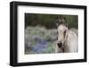 Wild horse, young colt-Ken Archer-Framed Premium Photographic Print