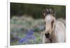 Wild horse, young colt-Ken Archer-Framed Photographic Print