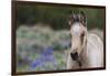 Wild horse, young colt-Ken Archer-Framed Photographic Print