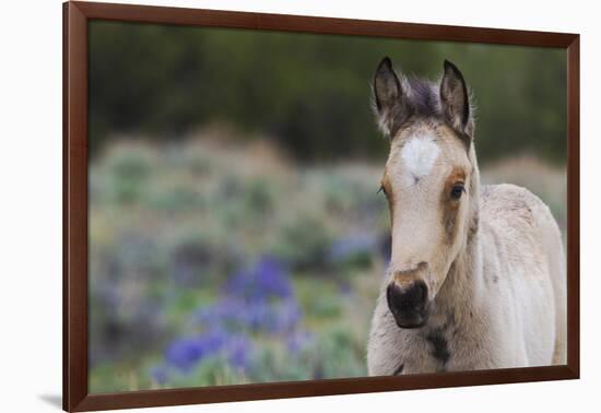 Wild horse, young colt-Ken Archer-Framed Photographic Print