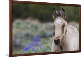 Wild horse, young colt-Ken Archer-Framed Photographic Print