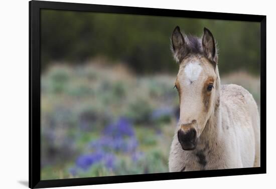 Wild horse, young colt-Ken Archer-Framed Photographic Print