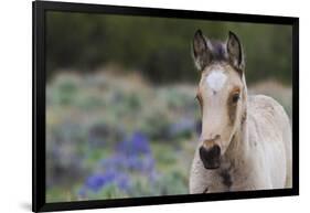 Wild horse, young colt-Ken Archer-Framed Photographic Print
