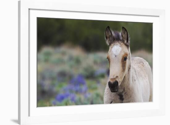 Wild horse, young colt-Ken Archer-Framed Photographic Print