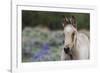 Wild horse, young colt-Ken Archer-Framed Photographic Print