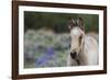 Wild horse, young colt-Ken Archer-Framed Photographic Print