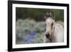 Wild horse, young colt-Ken Archer-Framed Photographic Print