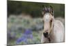 Wild horse, young colt-Ken Archer-Mounted Photographic Print