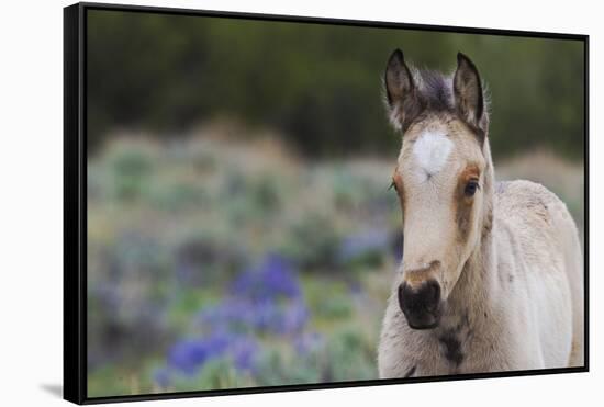 Wild horse, young colt-Ken Archer-Framed Stretched Canvas