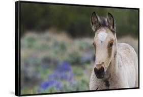 Wild horse, young colt-Ken Archer-Framed Stretched Canvas
