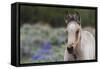 Wild horse, young colt-Ken Archer-Framed Stretched Canvas