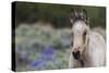 Wild horse, young colt-Ken Archer-Stretched Canvas