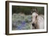 Wild horse, young colt-Ken Archer-Framed Photographic Print