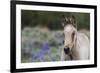 Wild horse, young colt-Ken Archer-Framed Premium Photographic Print