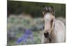 Wild horse, young colt-Ken Archer-Mounted Premium Photographic Print