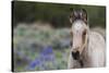 Wild horse, young colt-Ken Archer-Stretched Canvas