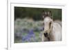 Wild horse, young colt-Ken Archer-Framed Photographic Print