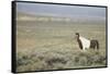 Wild Horse-DLILLC-Framed Stretched Canvas