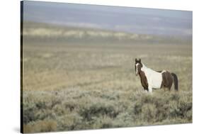 Wild Horse-DLILLC-Stretched Canvas