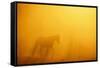 Wild Horse-DLILLC-Framed Stretched Canvas