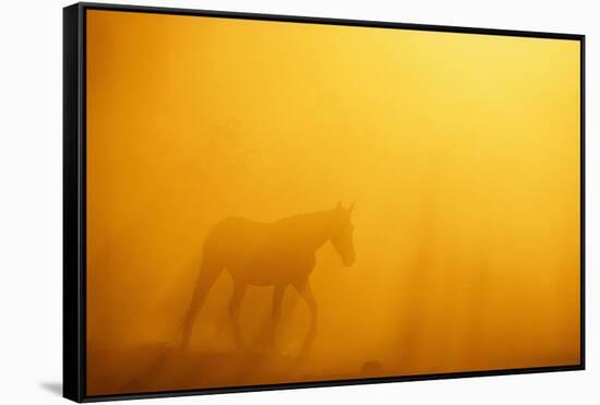 Wild Horse-DLILLC-Framed Stretched Canvas