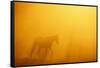 Wild Horse-DLILLC-Framed Stretched Canvas