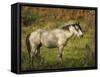 Wild Horse-Galloimages Online-Framed Stretched Canvas