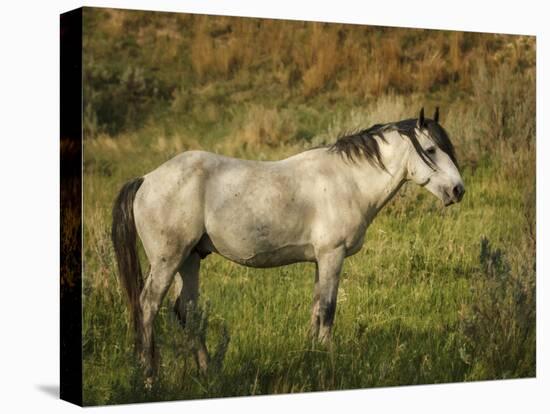 Wild Horse-Galloimages Online-Stretched Canvas