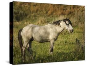 Wild Horse-Galloimages Online-Stretched Canvas