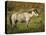 Wild Horse-Galloimages Online-Stretched Canvas