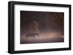 Wild Horse-DLILLC-Framed Photographic Print