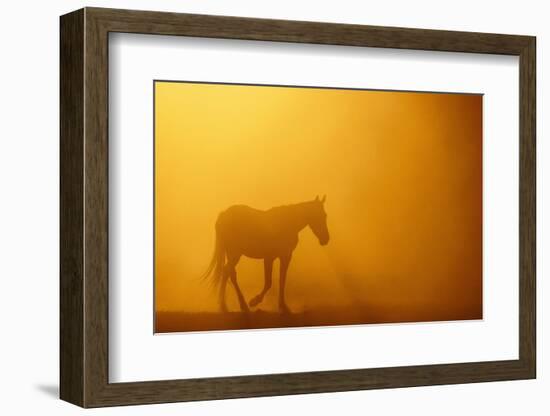 Wild Horse-DLILLC-Framed Photographic Print