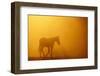 Wild Horse-DLILLC-Framed Photographic Print