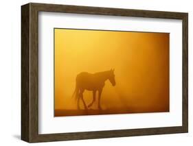 Wild Horse-DLILLC-Framed Photographic Print