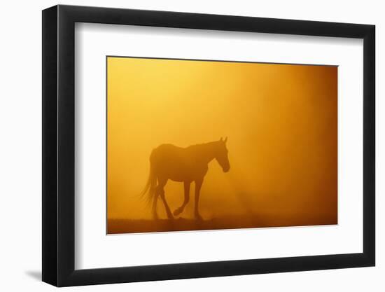 Wild Horse-DLILLC-Framed Photographic Print