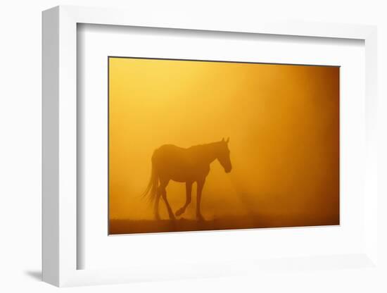 Wild Horse-DLILLC-Framed Photographic Print