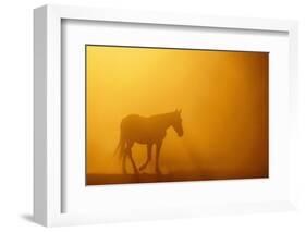 Wild Horse-DLILLC-Framed Photographic Print