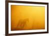 Wild Horse-DLILLC-Framed Photographic Print