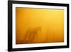 Wild Horse-DLILLC-Framed Photographic Print