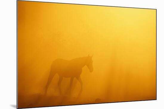 Wild Horse-DLILLC-Mounted Photographic Print