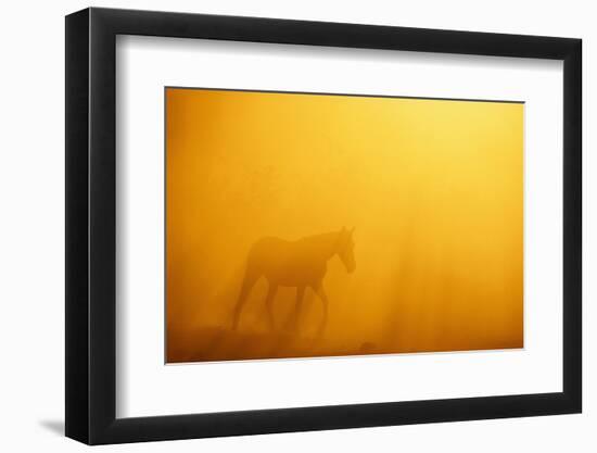 Wild Horse-DLILLC-Framed Photographic Print