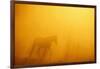 Wild Horse-DLILLC-Framed Photographic Print