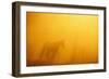 Wild Horse-DLILLC-Framed Photographic Print