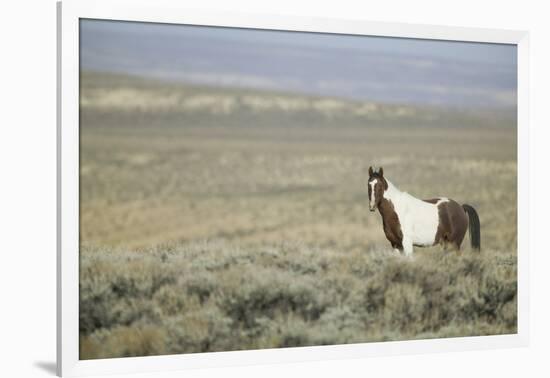 Wild Horse-DLILLC-Framed Photographic Print