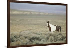 Wild Horse-DLILLC-Framed Photographic Print